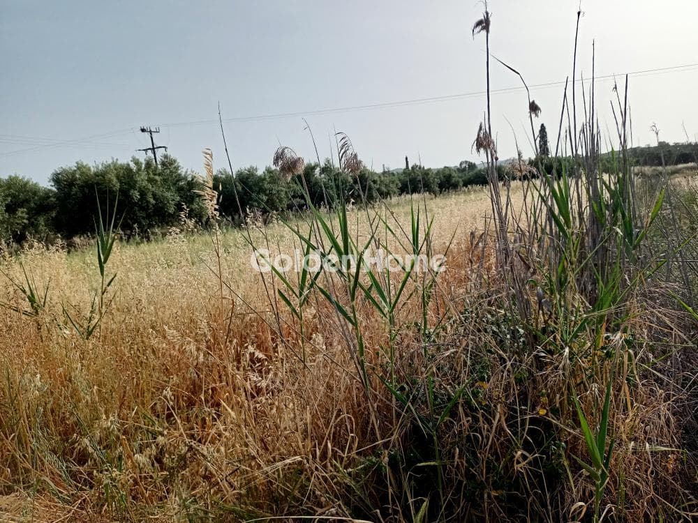 Αγροτεμάχιο στην Καλαμάκι, Τυμπάκι — Φωτογραφία 2 από 4
