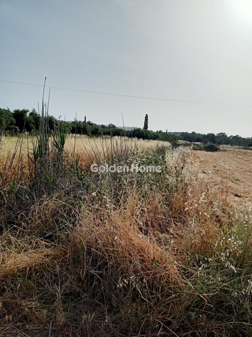 Αγροτεμάχιο στην Καλαμάκι, Τυμπάκι — Φωτογραφία 4 από 4