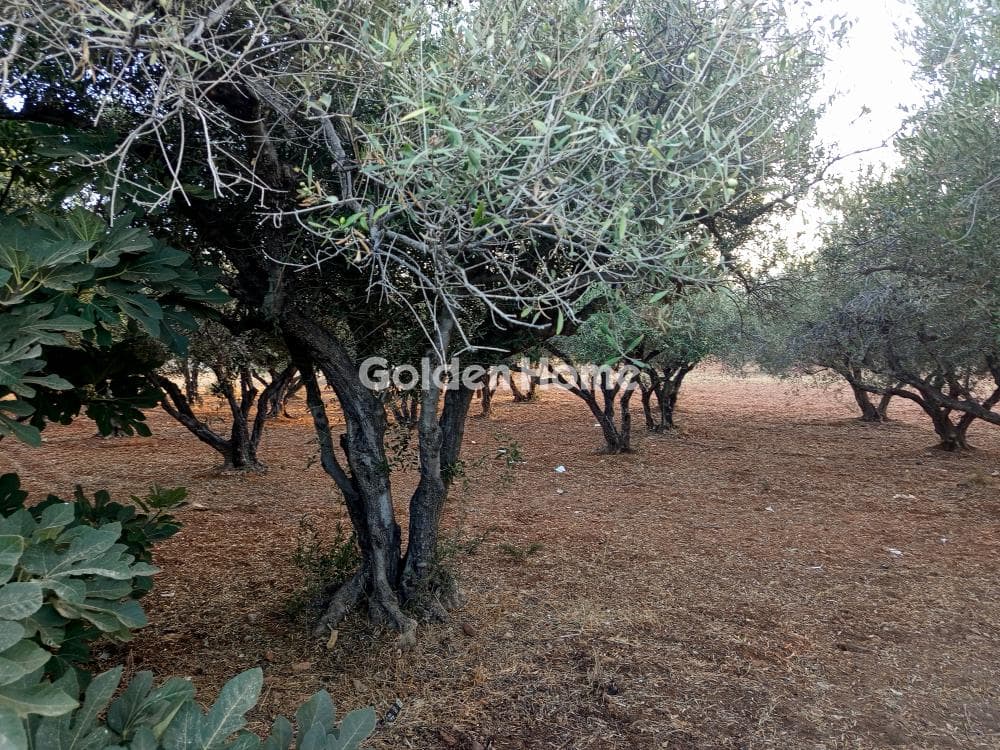 Αγροτεμάχιο στην Γιοφυράκια, Τέμενος — Φωτογραφία 1 από 2