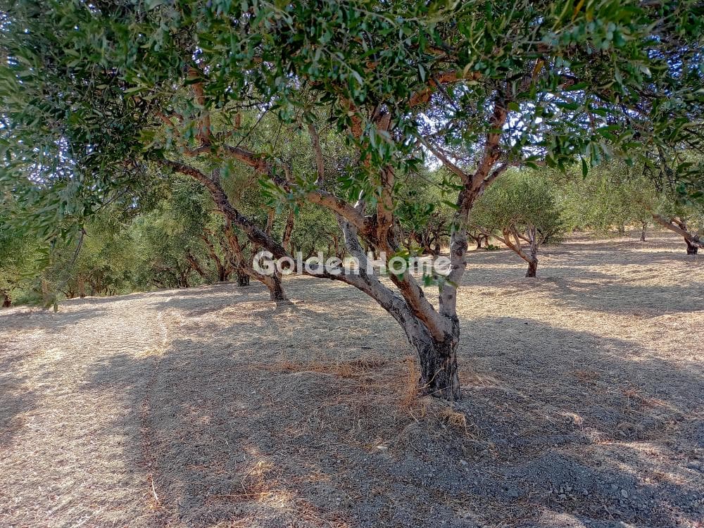 Αγροτεμάχιο στην Γιοφυράκια, Τέμενος — Φωτογραφία 2 από 2