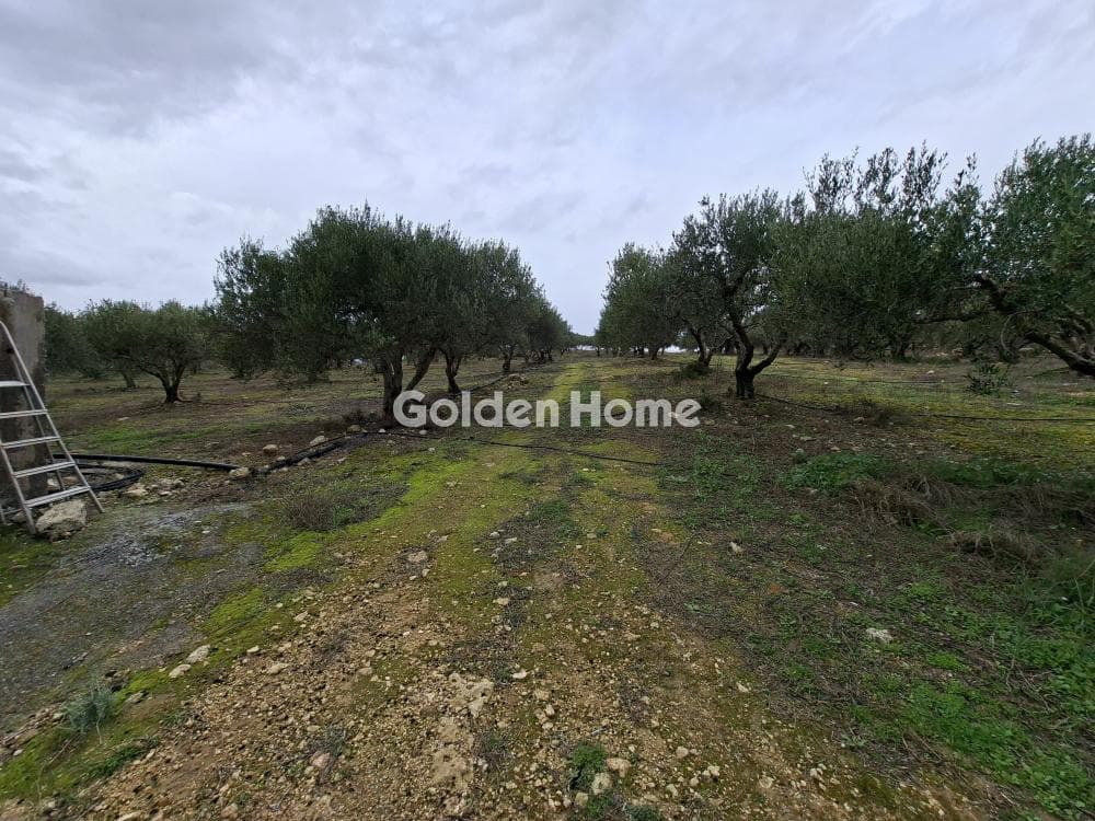 Parcel in Mousouta, Arkalochori — Photo 11 of 11