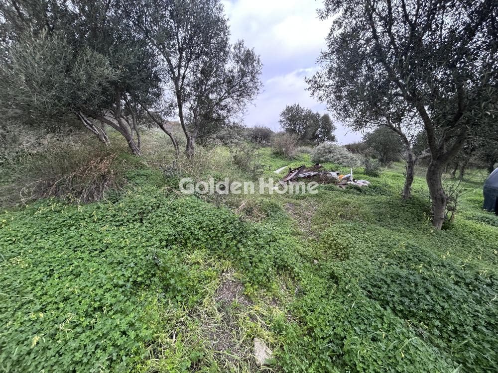 Αγροτεμάχιο στην Αθάνατοι, Τέμενος — Φωτογραφία 3 από 3