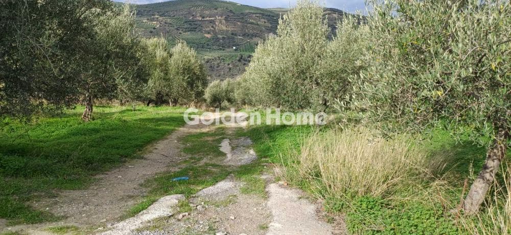 Parcel in Tsagkaraki, Archanes — Photo 10 of 11