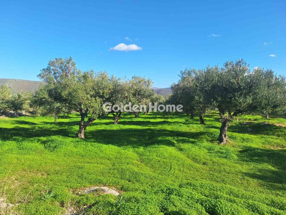 Αγροτεμάχιο στην Σκοτεινό, Γούβες — Φωτογραφία 3 από 11