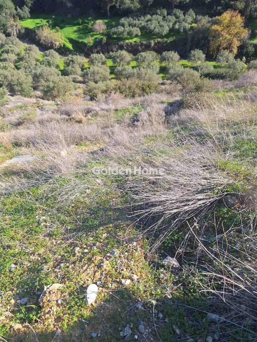 Οικόπεδο στην Σκοτεινό, Γούβες — Φωτογραφία 4 από 6