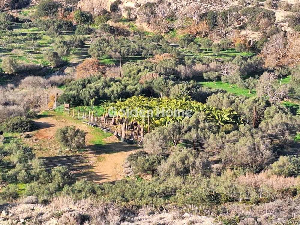 Αγροτεμάχιο στην Χατζανά, Γούβες — Φωτογραφία 1 από 2