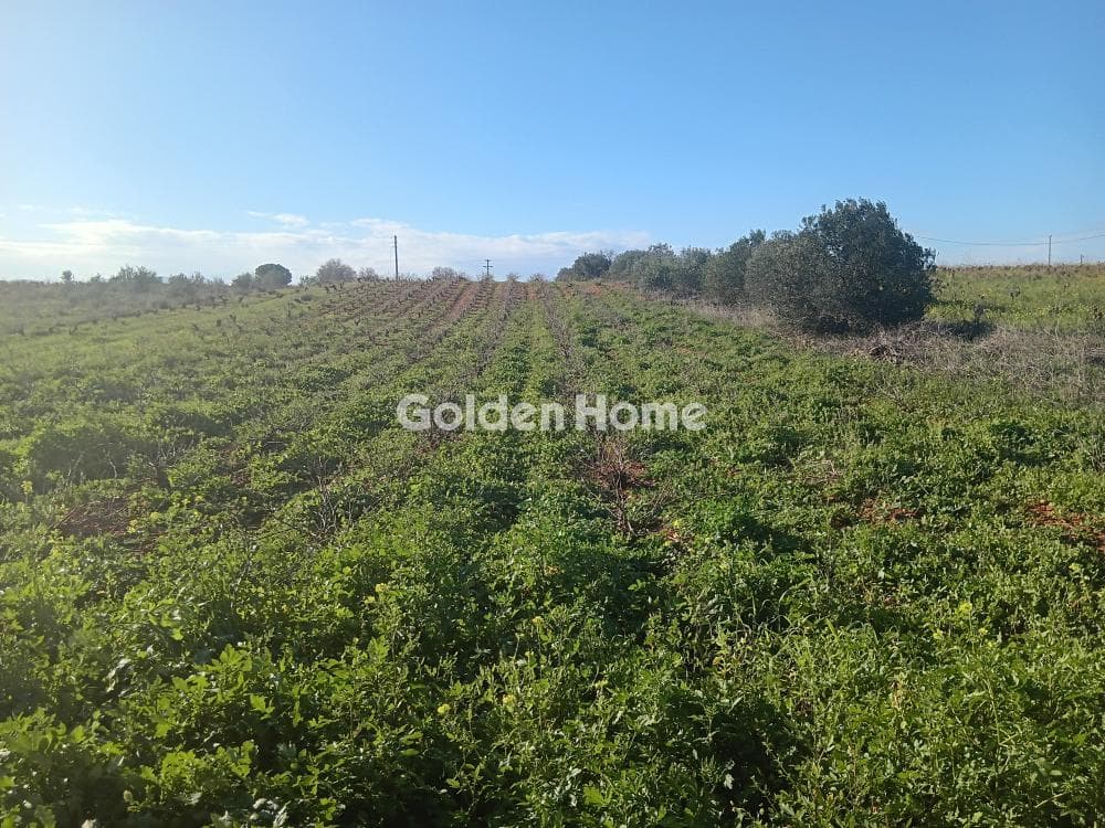 Parcel in Kesaria, Pallini — Photo 1 of 2