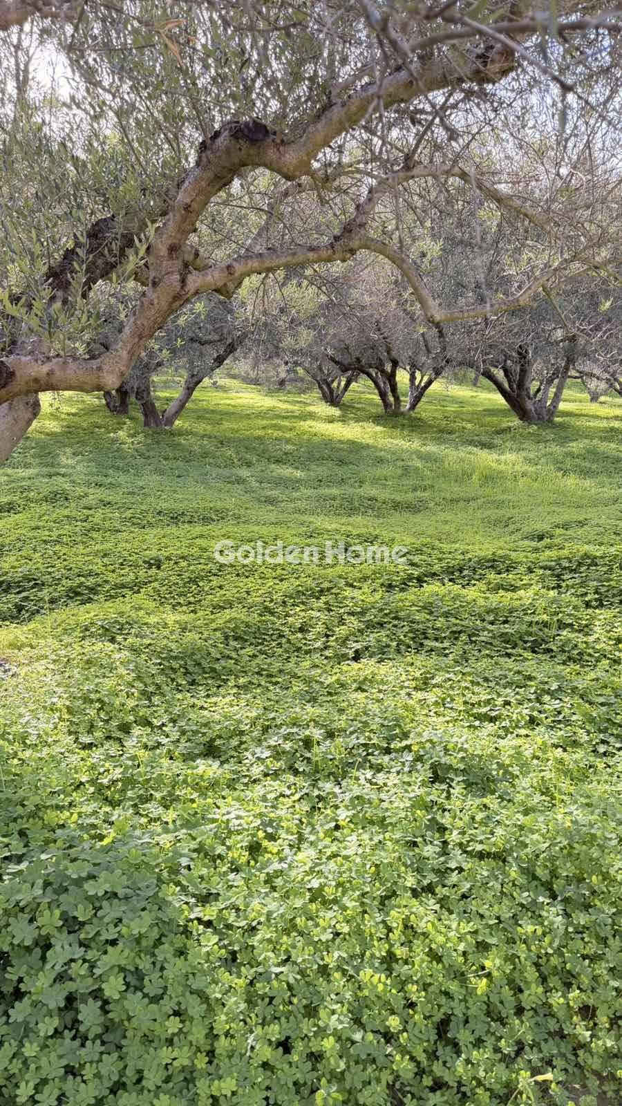 Building Plot in Epano Vatheia, Episkopi — Photo 1 of 12