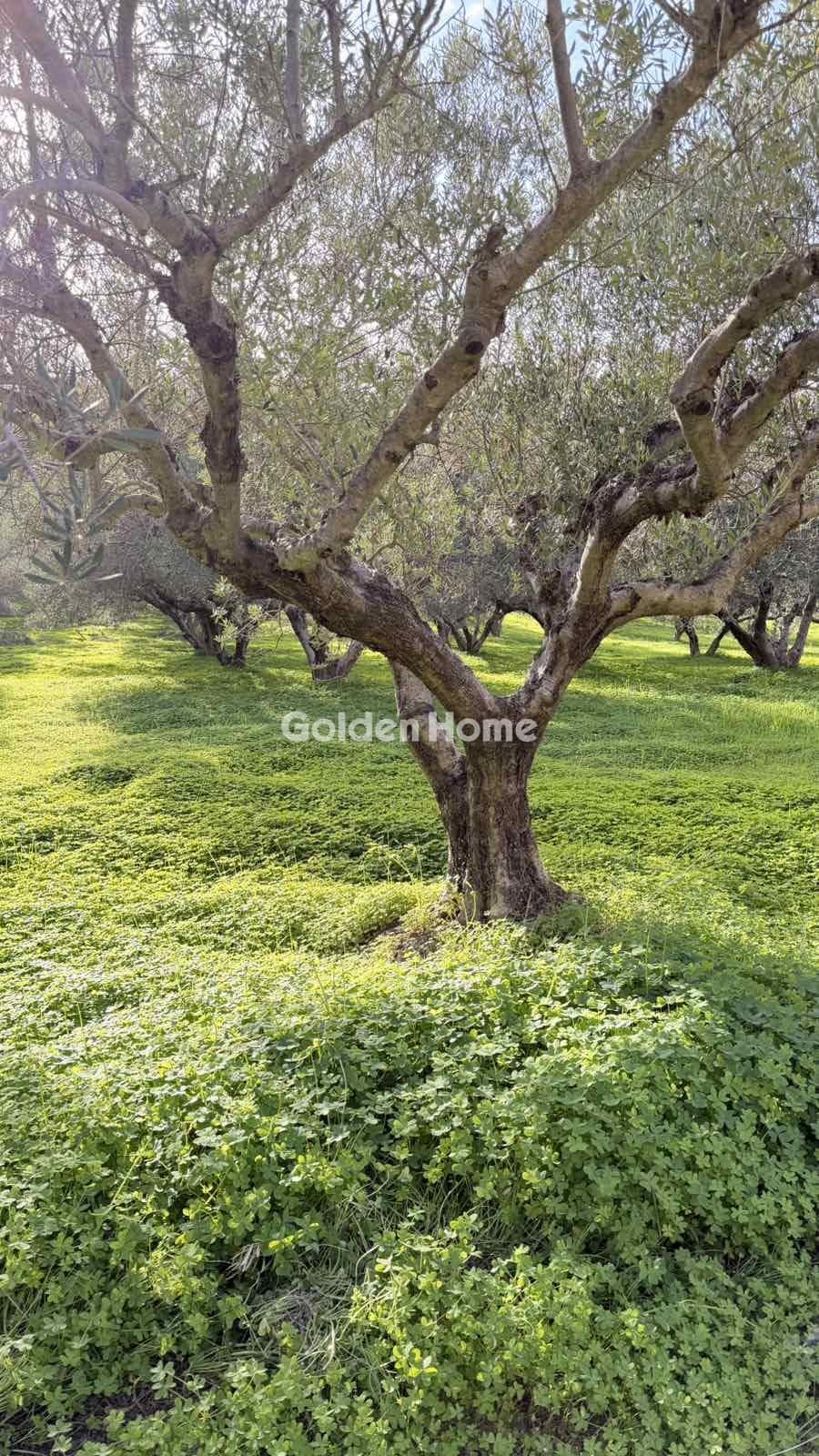 Building Plot in Epano Vatheia, Episkopi — Photo 3 of 12