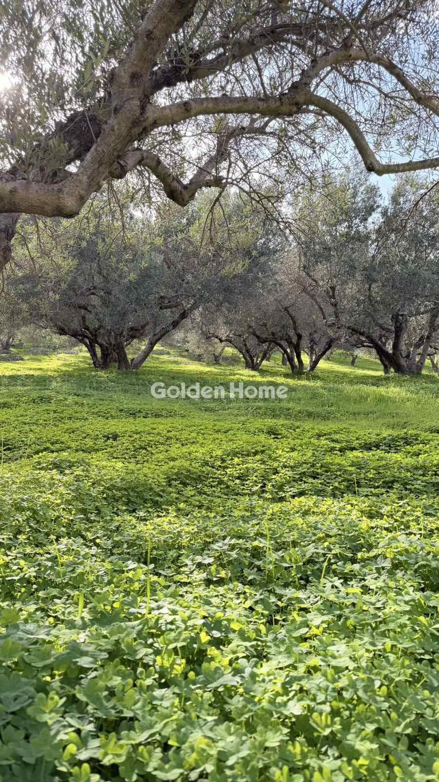 Building Plot in Epano Vatheia, Episkopi — Photo 4 of 12