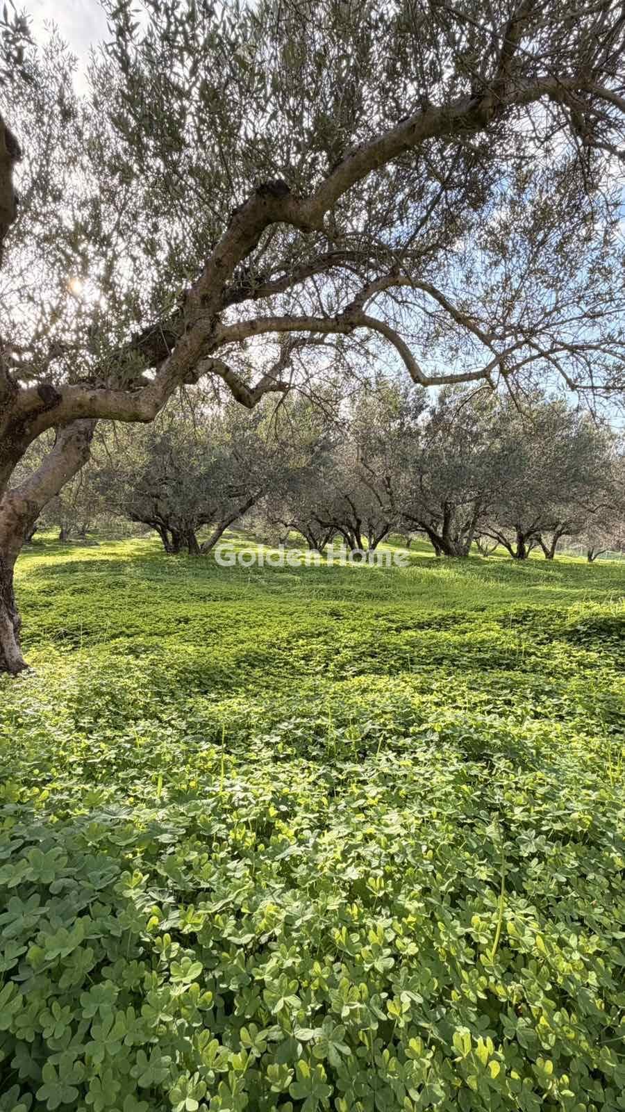 Building Plot in Epano Vatheia, Episkopi — Photo 11 of 12