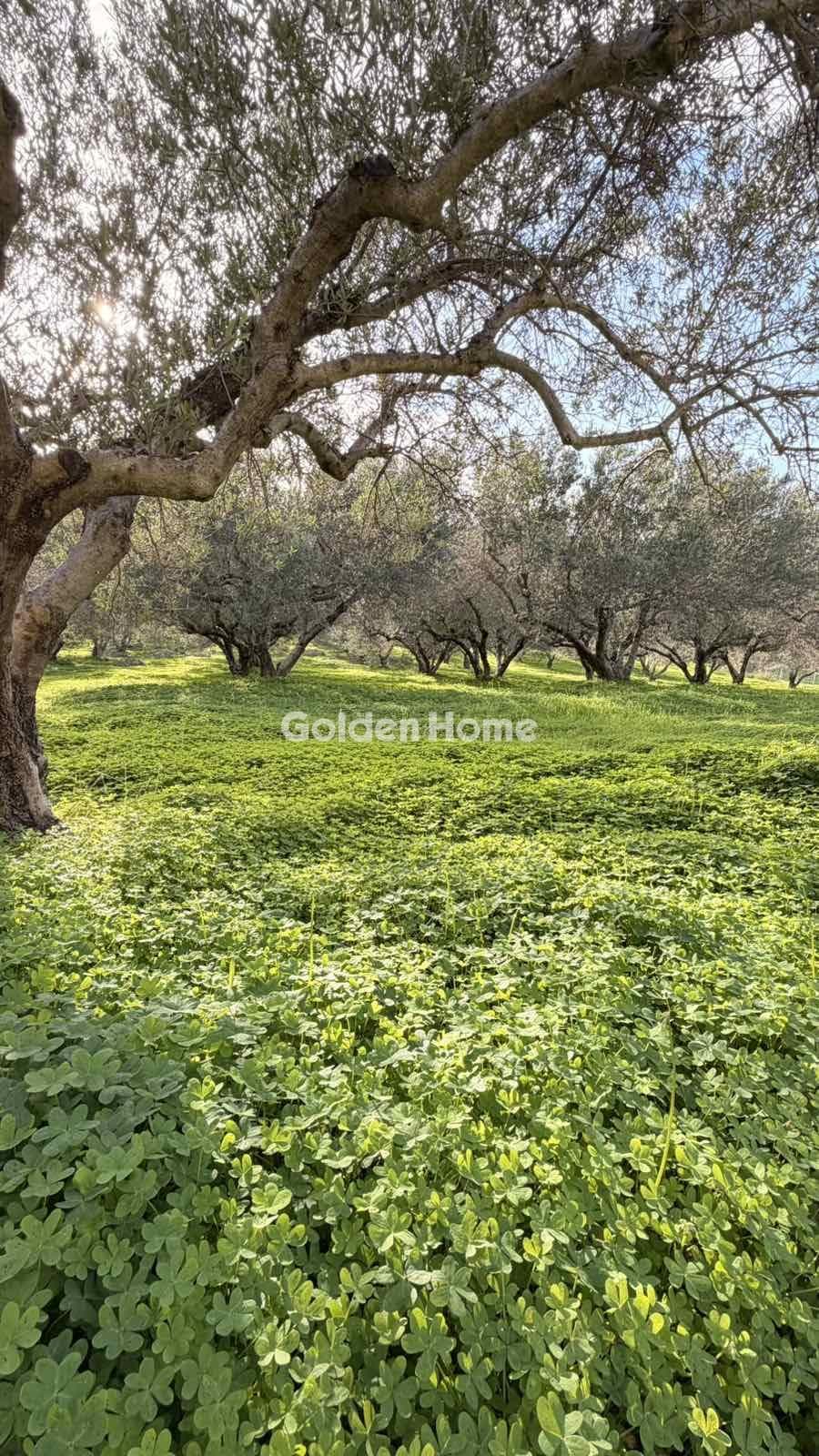 Building Plot in Epano Vatheia, Episkopi — Photo 7 of 12