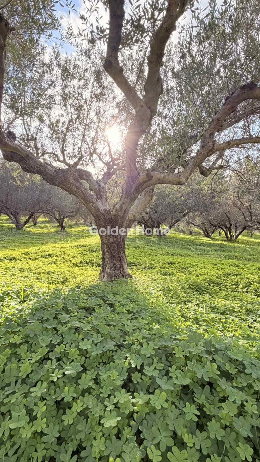 Building Plot in Epano Vatheia, Episkopi — Photo 8 of 12