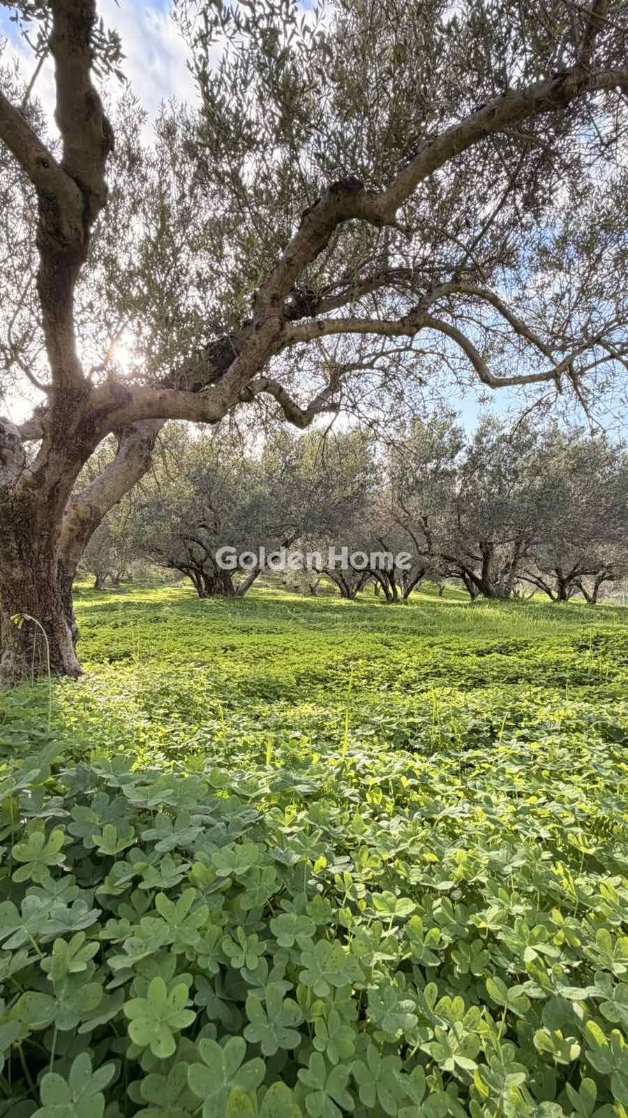 Building Plot in Epano Vatheia, Episkopi — Photo 9 of 12