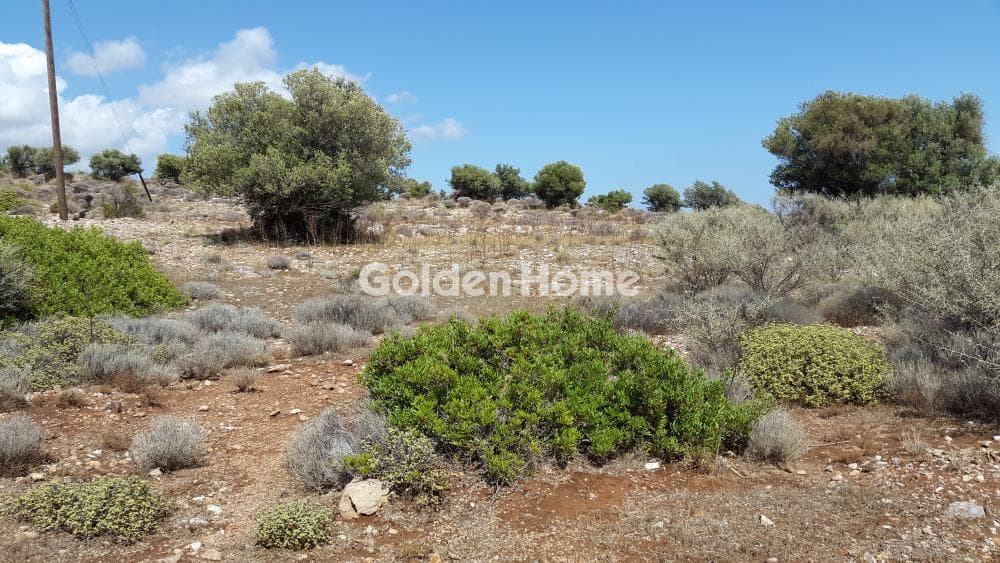 Αγροτεμάχιο στην Άνω Θορικό, Λαύριο — Φωτογραφία 6 από 9