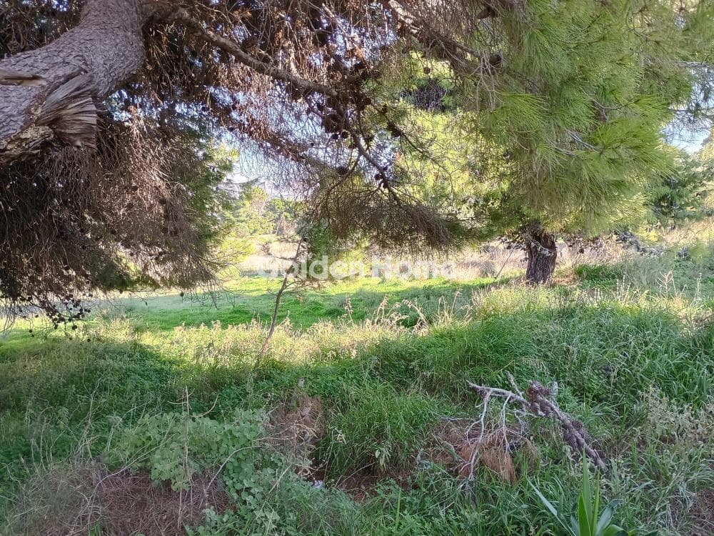 Αγροτεμάχιο στην Άγιος Νικόλαος, Ανάβυσσος — Φωτογραφία 12 από 52