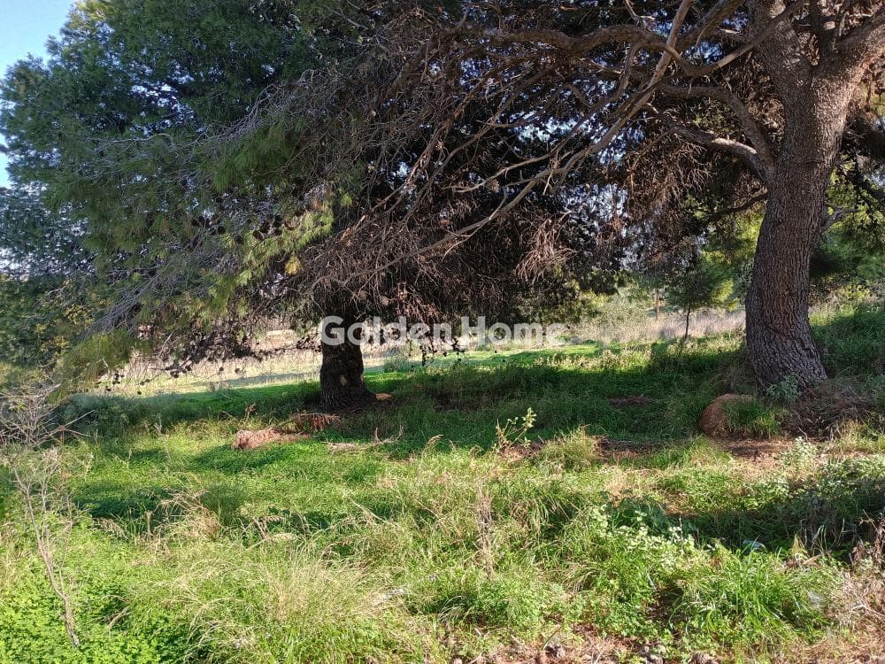 Αγροτεμάχιο στην Άγιος Νικόλαος, Ανάβυσσος — Φωτογραφία 14 από 52