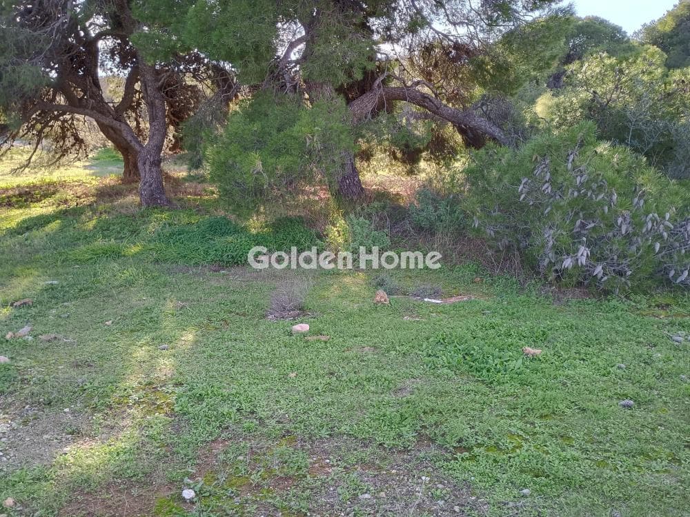 Αγροτεμάχιο στην Άγιος Νικόλαος, Ανάβυσσος — Φωτογραφία 22 από 52