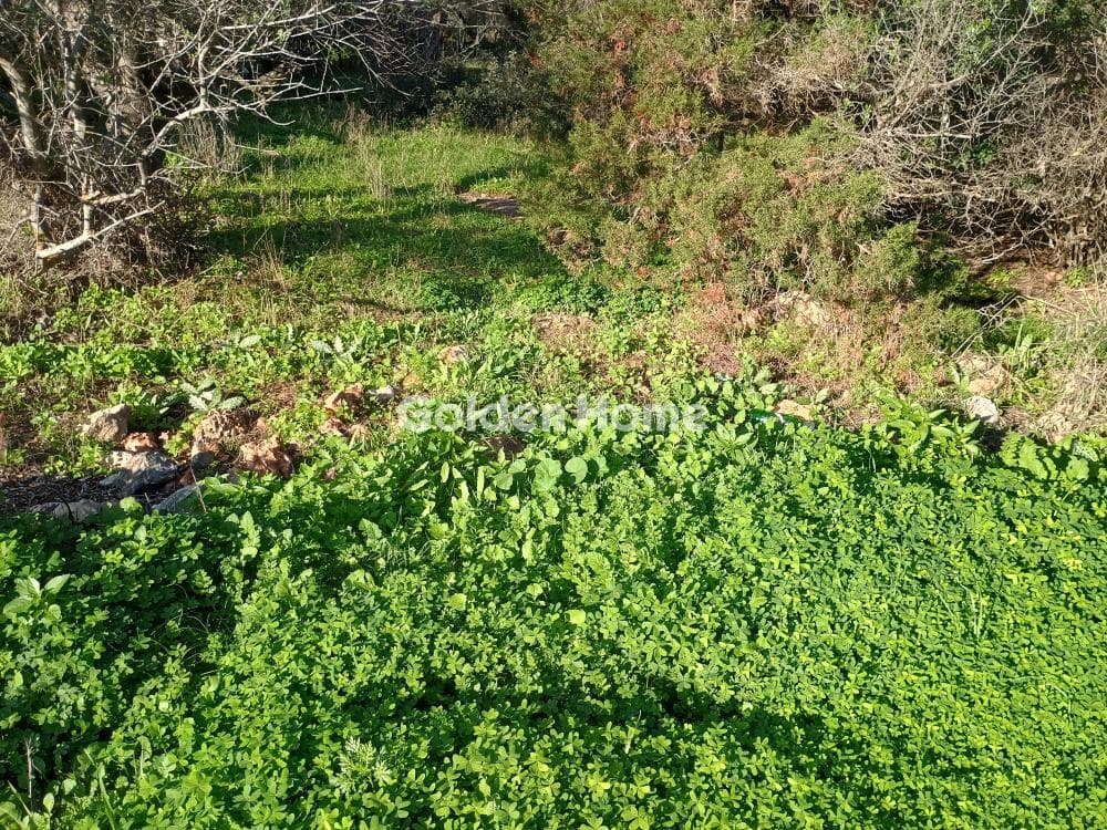 Αγροτεμάχιο στην Άγιος Νικόλαος, Ανάβυσσος — Φωτογραφία 26 από 52