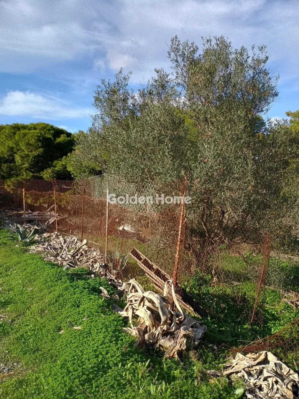 Αγροτεμάχιο στην Άγιος Νικόλαος, Ανάβυσσος — Φωτογραφία 31 από 52