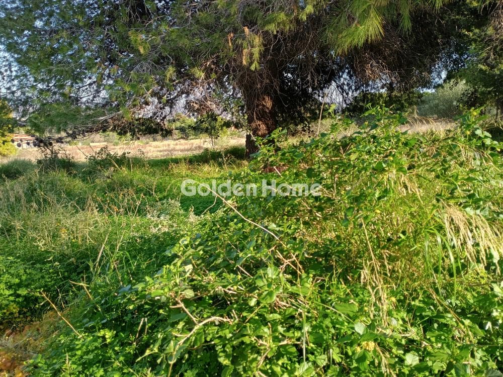 Αγροτεμάχιο στην Άγιος Νικόλαος, Ανάβυσσος — Φωτογραφία 39 από 52