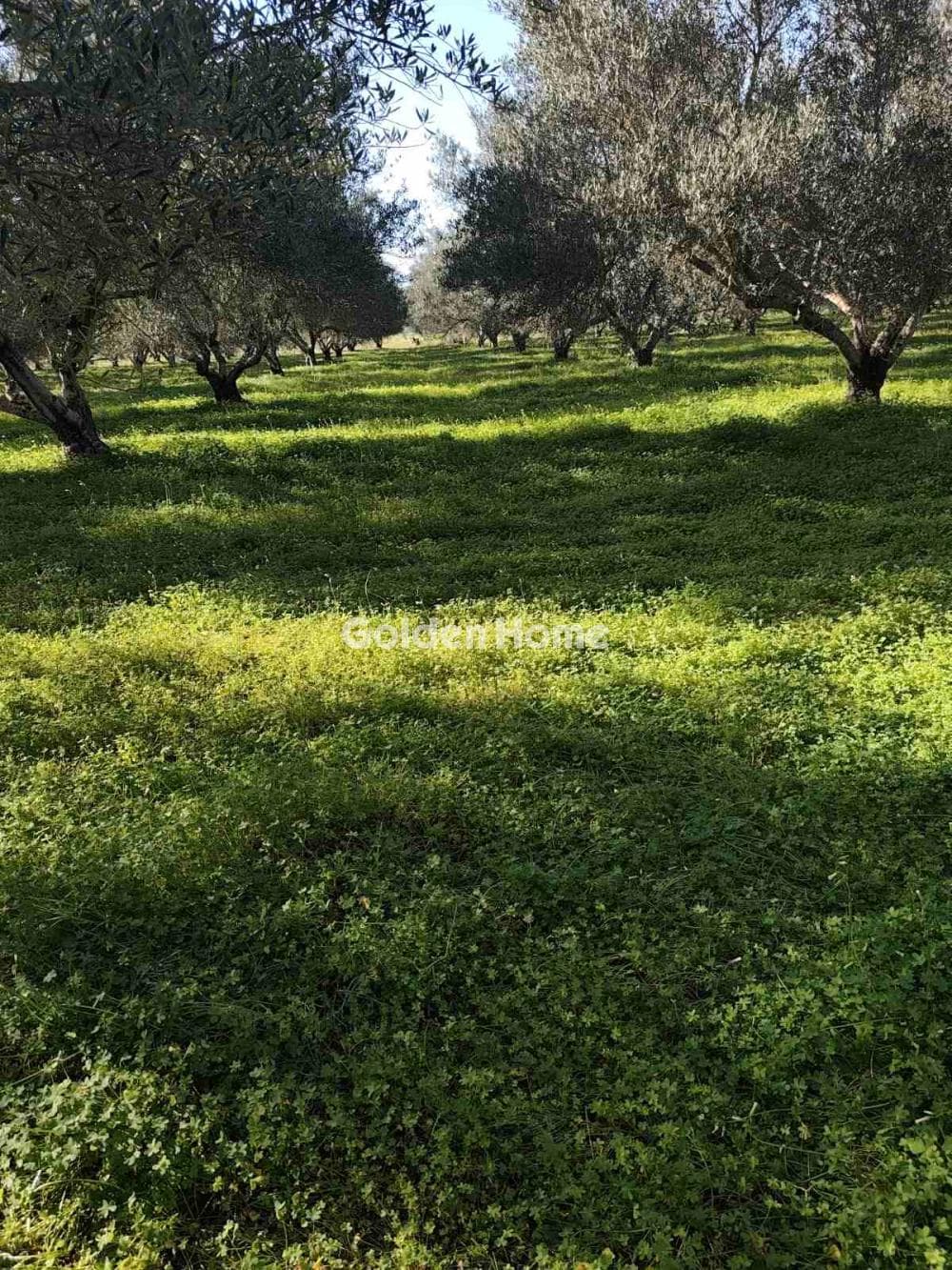 Parcel in Kappariana, Moires — Photo 1 of 10
