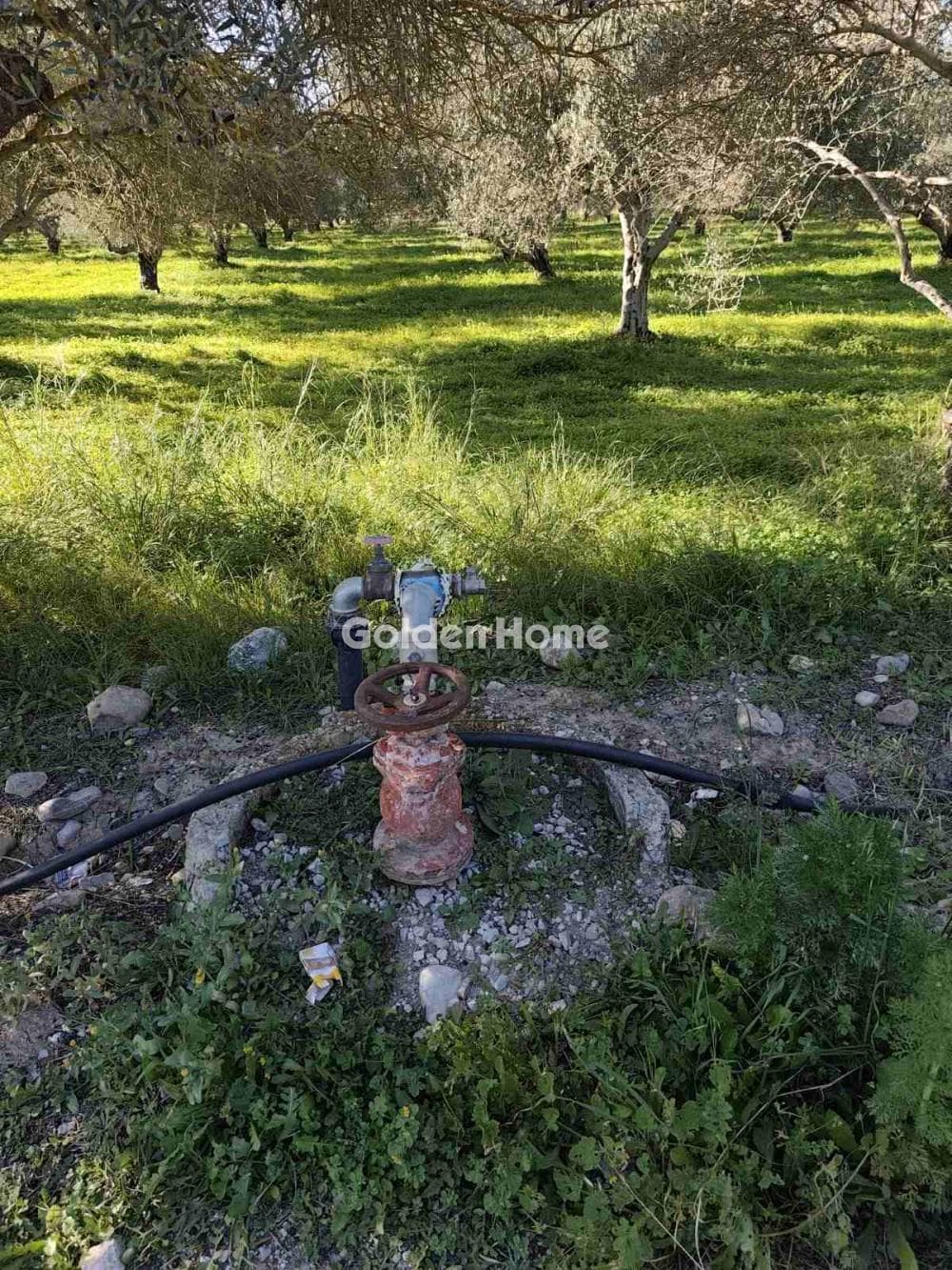 Parcel in Kappariana, Moires — Photo 6 of 10