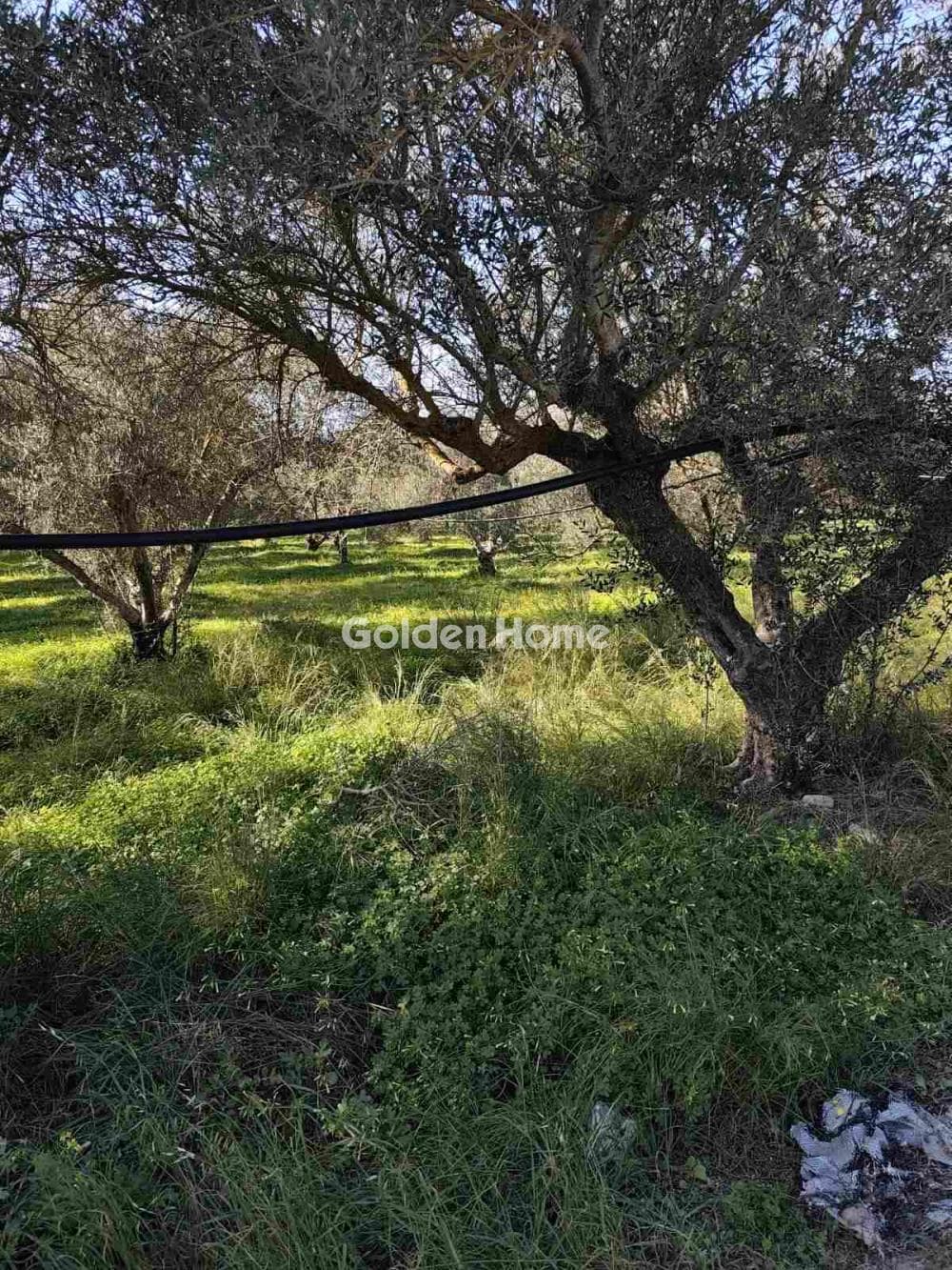 Parcel in Kappariana, Moires — Photo 4 of 10