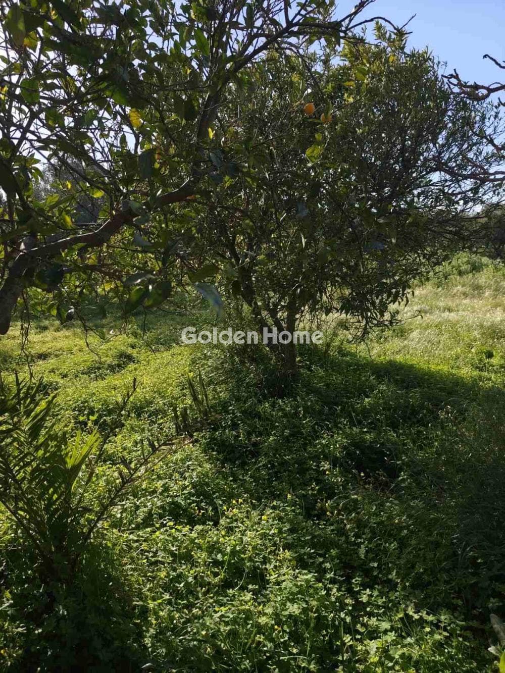 Parcel in Kappariana, Moires — Photo 5 of 10