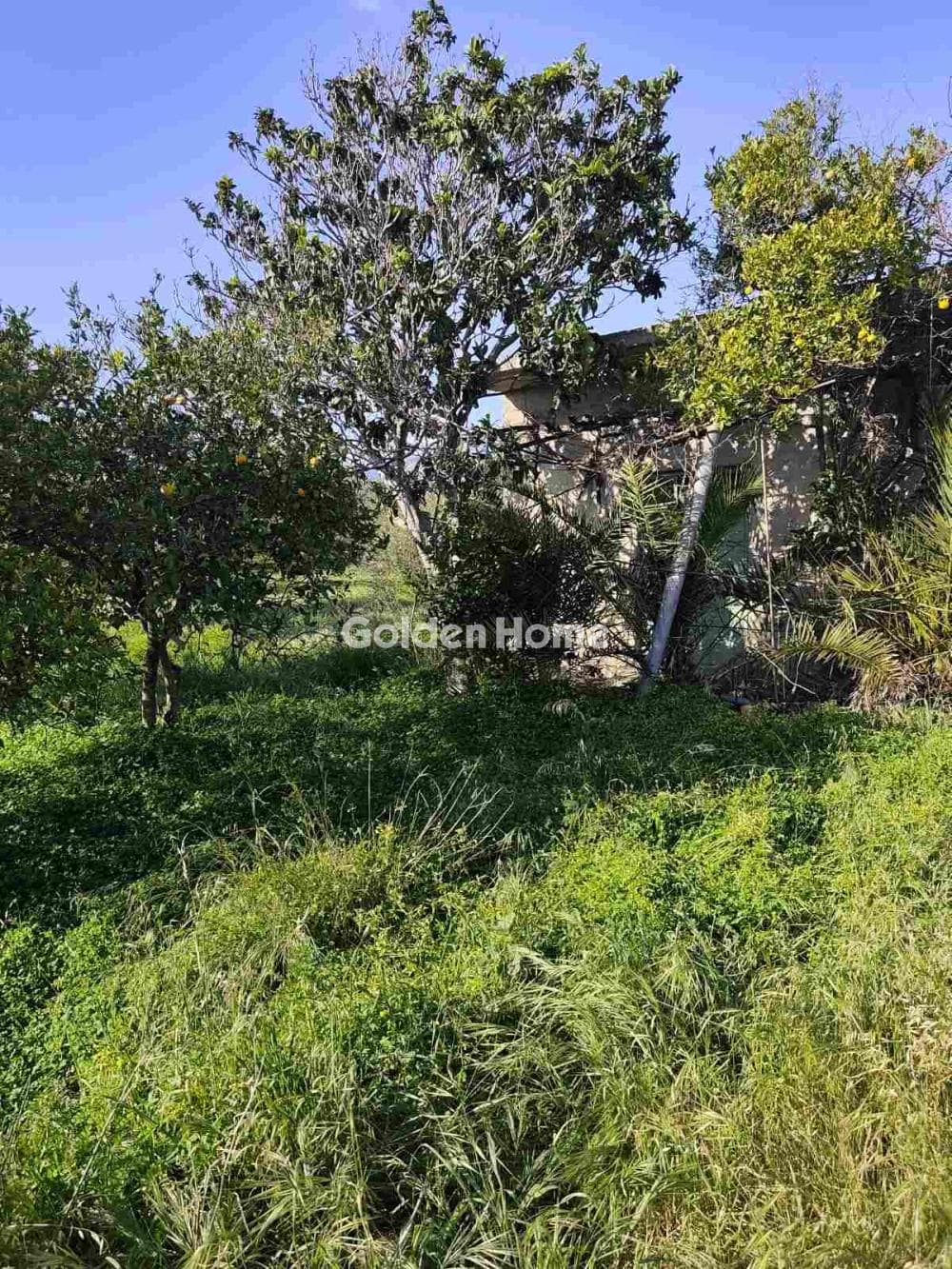 Parcel in Kappariana, Moires — Photo 9 of 10