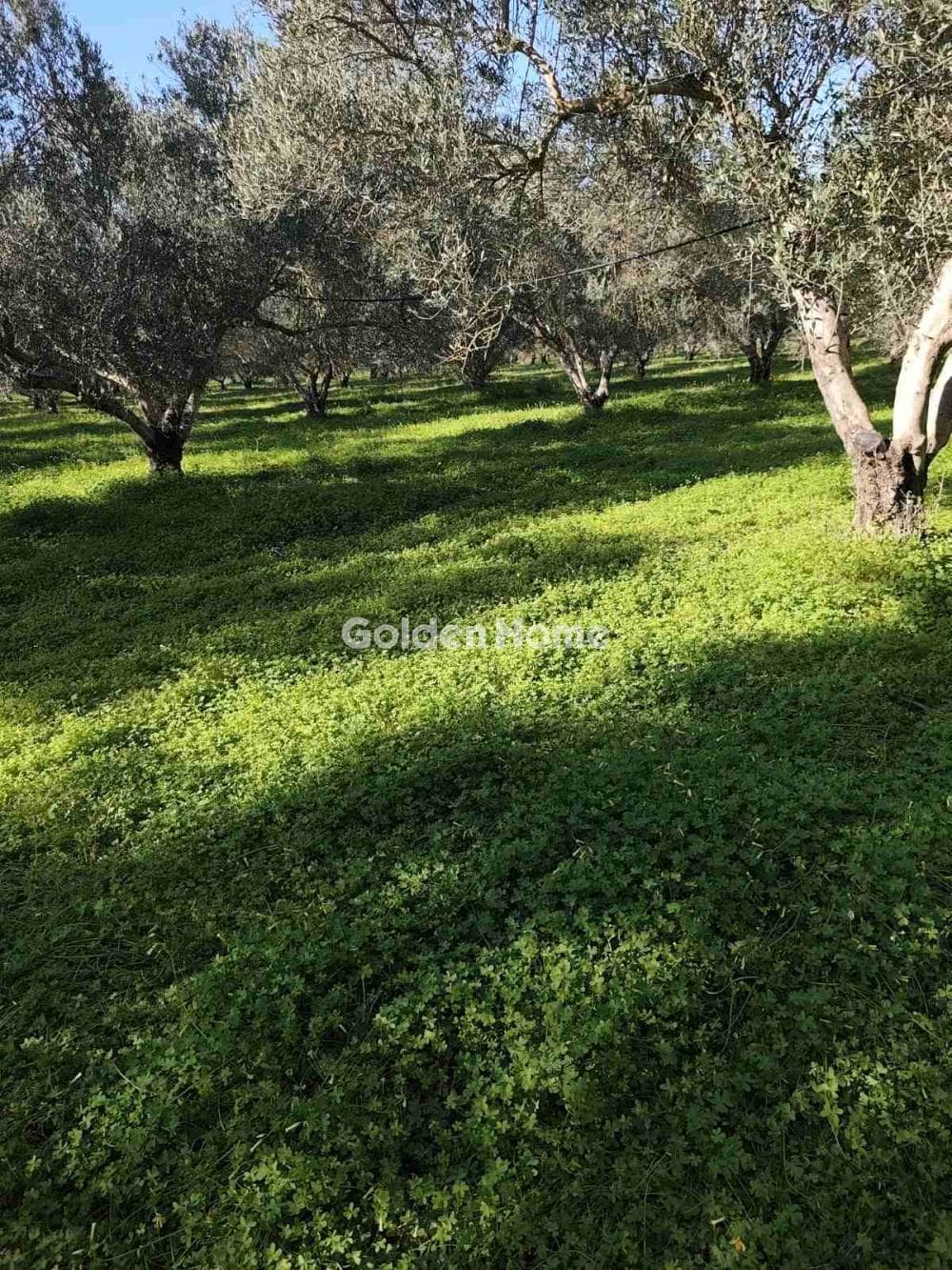 Parcel in Kappariana, Moires — Photo 3 of 10