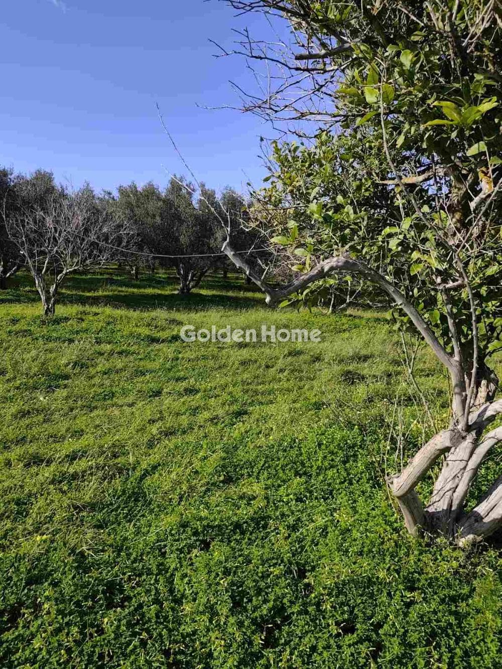 Parcel in Kappariana, Moires — Photo 10 of 10