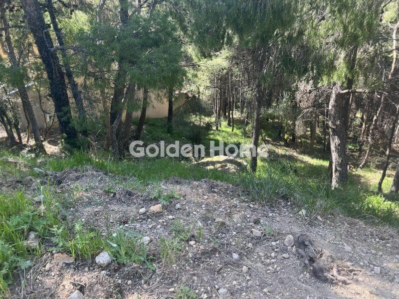 Building Plot in Megala Sxoinia A, Acharnes — Photo 3 of 4