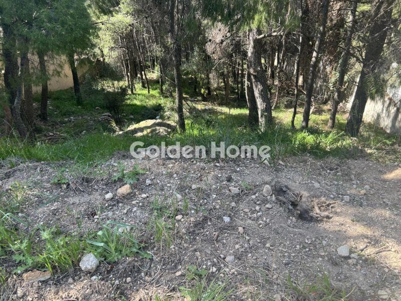 Building Plot in Megala Sxoinia A, Acharnes — Photo 4 of 4