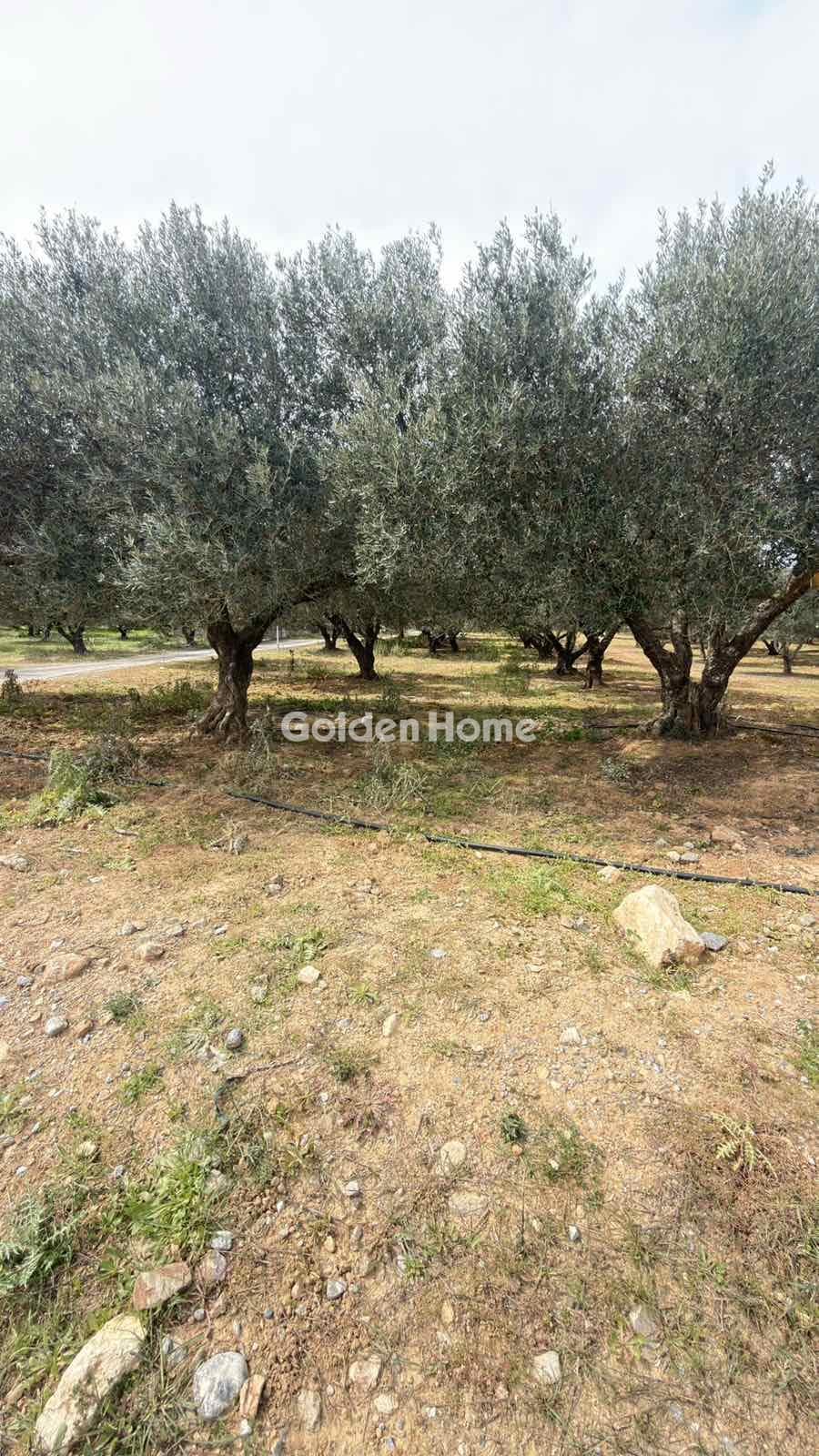Building Plot in Kastelli, Kastelli — Photo 2 of 26