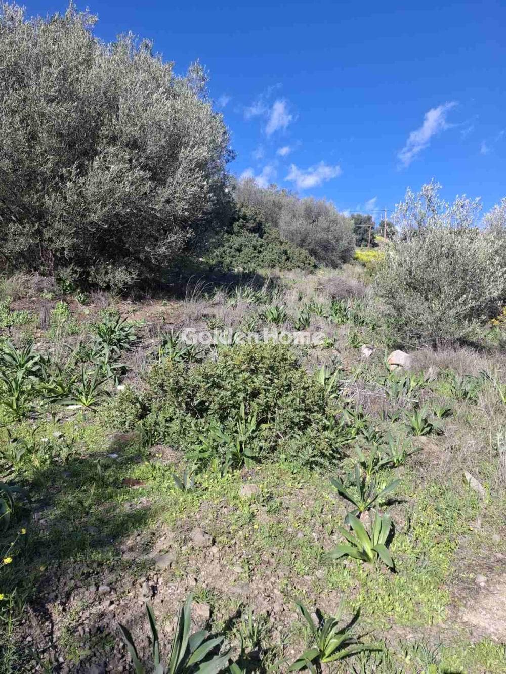 Αγροτεμάχιο στην Περάνι, Σαλαμίνα — Φωτογραφία 1 από 2