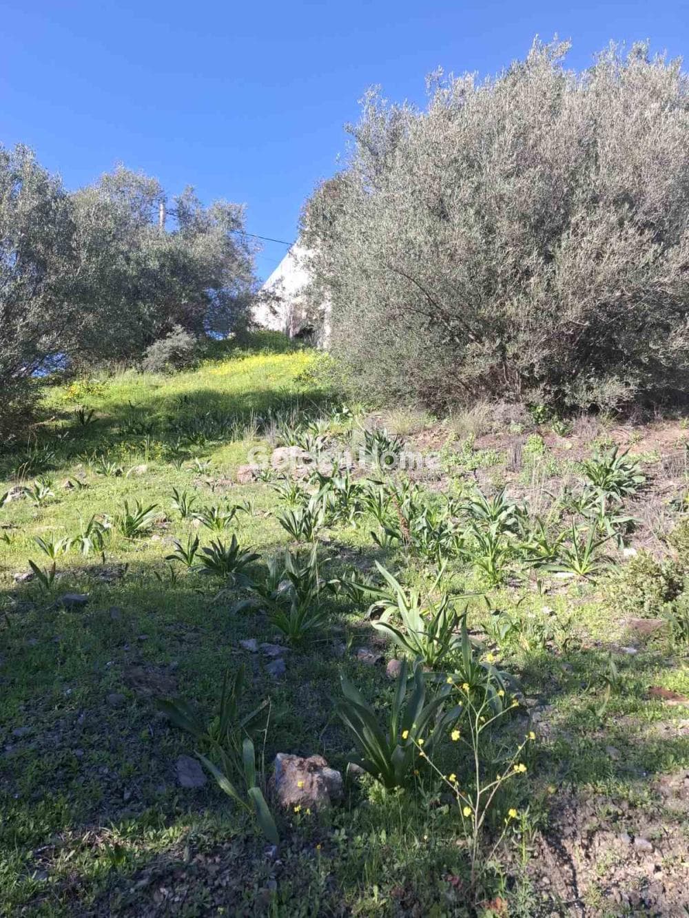 Αγροτεμάχιο στην Περάνι, Σαλαμίνα — Φωτογραφία 2 από 2