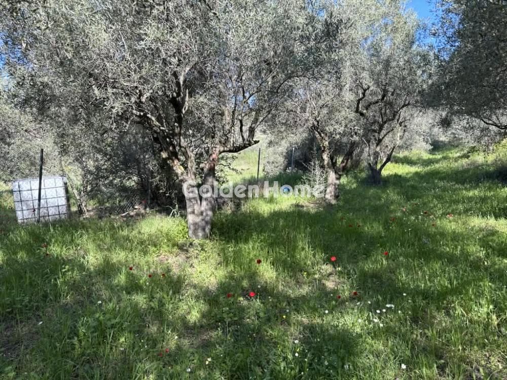 Μονοκατοικία στην Κέντρο, Μηλιές — Φωτογραφία 9 από 15