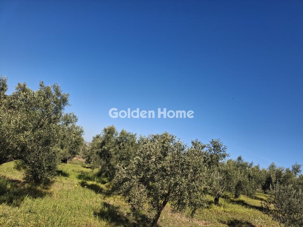 Αγροτεμάχιο στην Συντερίνα, Ανάβυσσος — Φωτογραφία 3 από 9