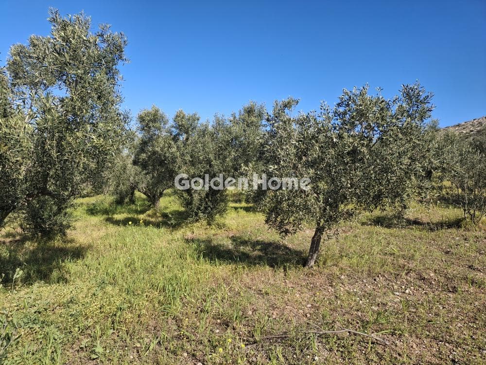 Αγροτεμάχιο στην Συντερίνα, Ανάβυσσος — Φωτογραφία 2 από 9