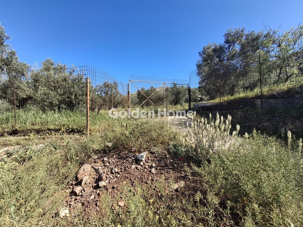 Αγροτεμάχιο στην Συντερίνα, Ανάβυσσος — Φωτογραφία 7 από 9