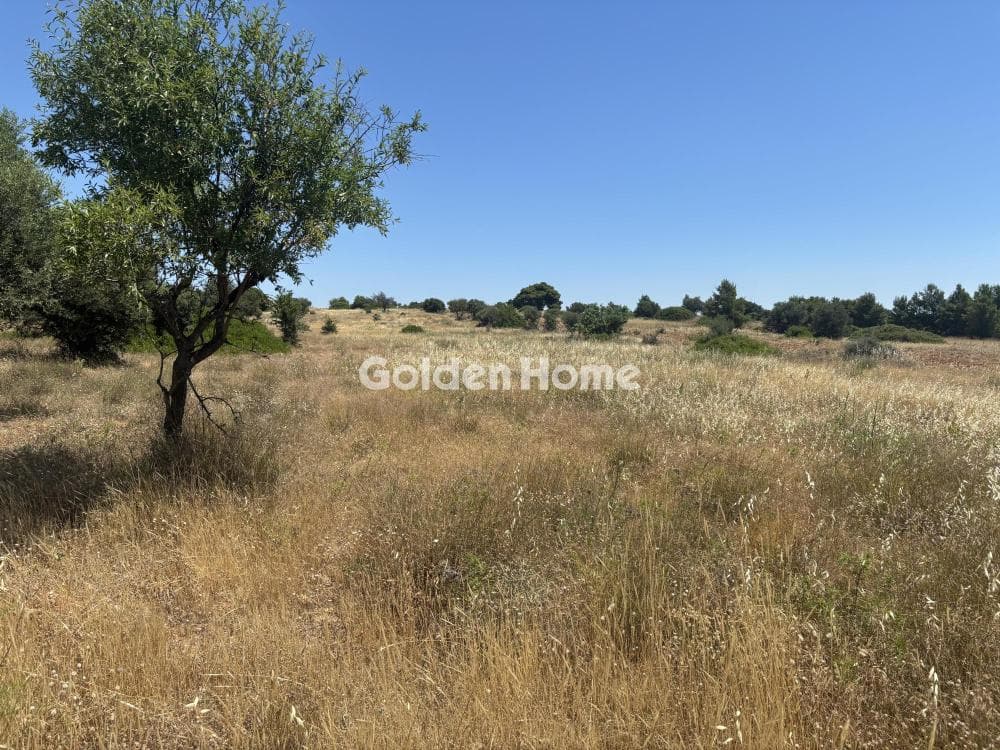 Αγροτεμάχιο στην Διώνη, Πικέρμι — Φωτογραφία 3 από 14