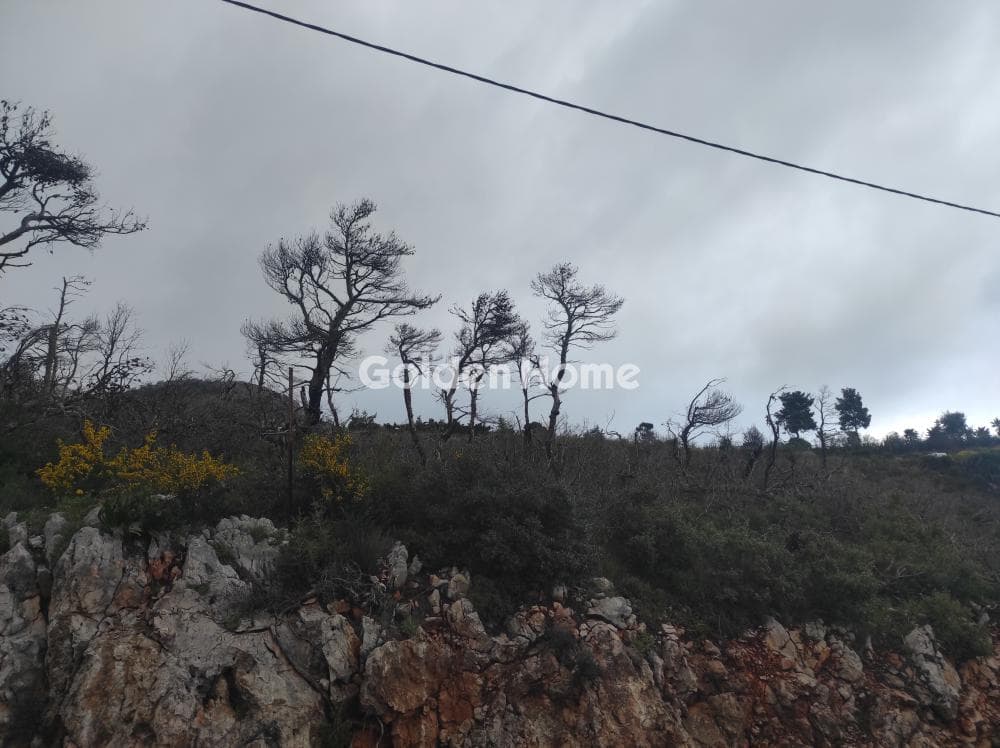 Building Plot in Agia Triada, Afidnes — Photo 4 of 7