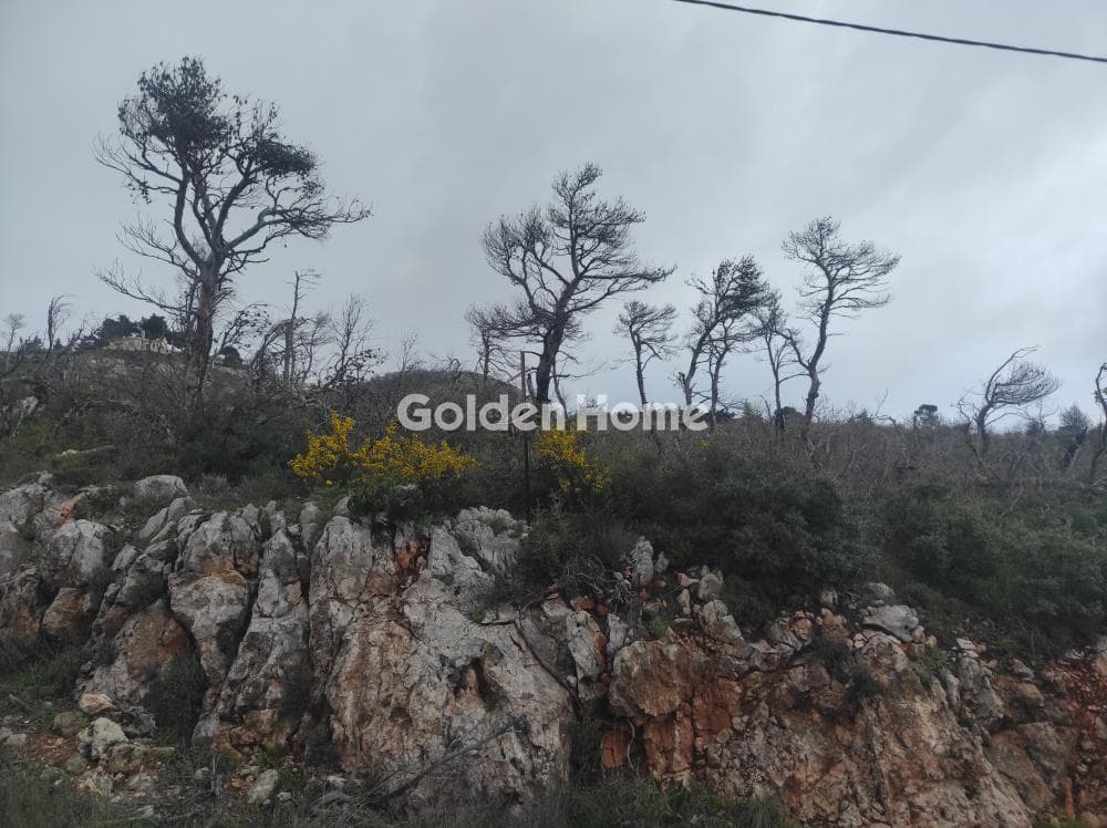 Building Plot in Agia Triada, Afidnes — Photo 1 of 7
