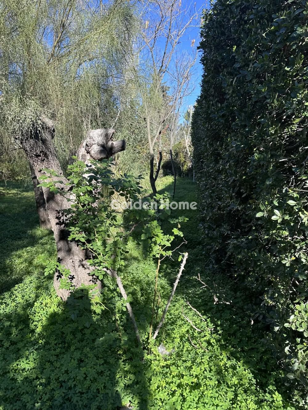 Building Plot in Megala Sxoinia A, Acharnes — Photo 7 of 13