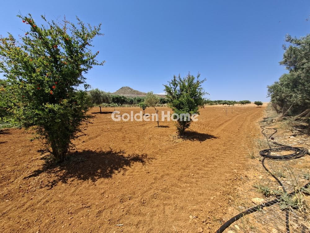 Building Plot in Elia, Episkopi — Photo 4 of 25