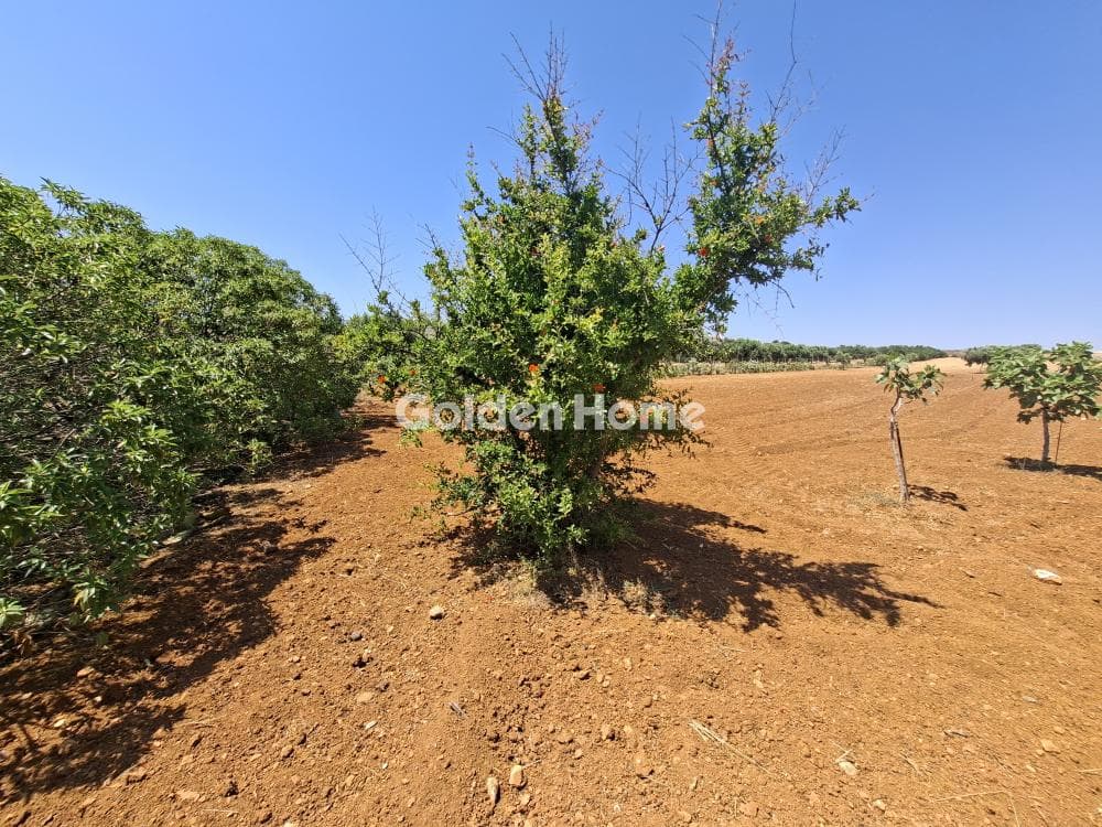 Building Plot in Elia, Episkopi — Photo 10 of 25