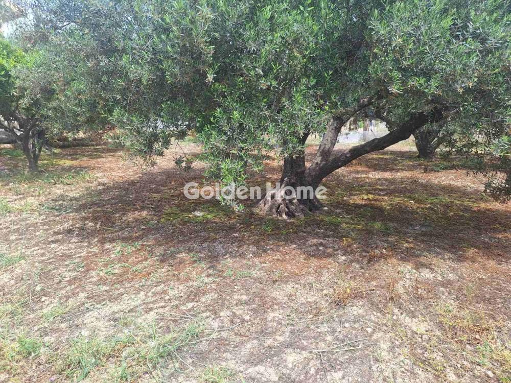 Οικόπεδο στην Βασιλείες, Αρχάνες — Φωτογραφία 2 από 16