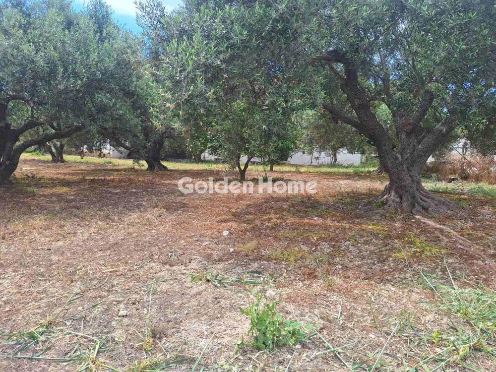 Οικόπεδο στην Βασιλείες, Αρχάνες — Φωτογραφία 11 από 16