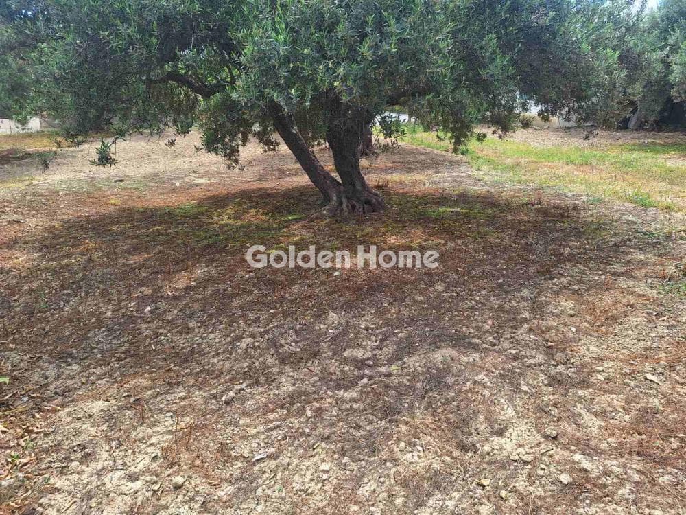 Οικόπεδο στην Βασιλείες, Αρχάνες — Φωτογραφία 8 από 27